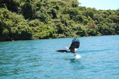 Fish Eagle, Lake Malawi (Joachim Huber)  [flickr.com]  CC BY-SA 
Infos zur Lizenz unter 'Bildquellennachweis'