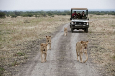 Lionesses have right of way, North West Province (South African Tourism)  [flickr.com]  CC BY 
Infos zur Lizenz unter 'Bildquellennachweis'