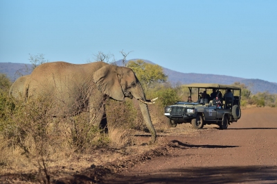 Madikwe Game Reserve, North West, South Africa (South African Tourism)  [flickr.com]  CC BY 
Infos zur Lizenz unter 'Bildquellennachweis'