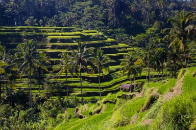 Rice paddies at Ceking (kayugee)  [flickr.com]  CC BY-ND 
Infos zur Lizenz unter 'Bildquellennachweis'